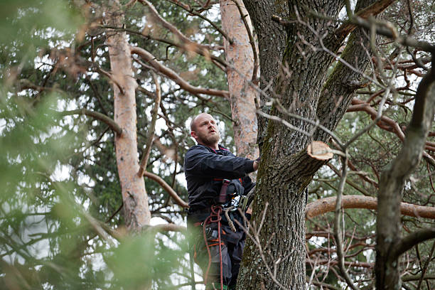 Best Arborist Consultation Services  in Crosby, MN